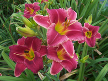 Rosy Scenario